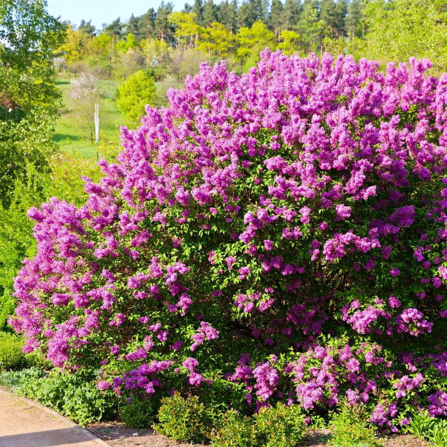 Common Lilac Bush Tree Live Plant 8-12 Inches Tall, Well Rooted Shrub in Quart Pot, Fragrant Spring Flowering Outdoor Plant (Purple Lilac)