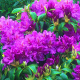 Purple Azalea Plant Live, 10 Inches Tall, Hardy Flowering Shrub for Outdoor Planting and Landscaping
