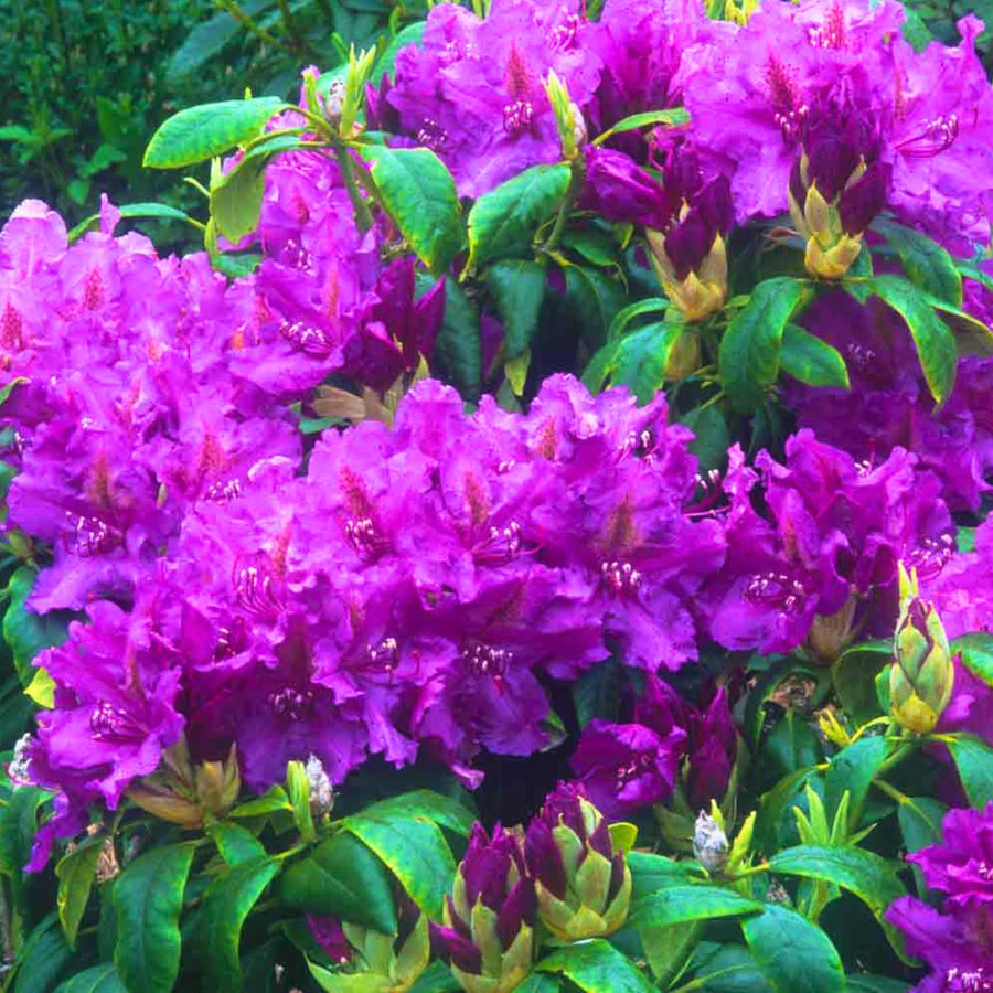 Purple Azalea Plant Live, 10 Inches Tall, Hardy Flowering Shrub for Outdoor Planting and Landscaping
