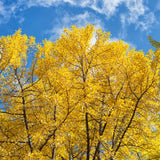 Ginkgo Tree Live Plant for Planting, Ginkgo Tree, Yellow Leaves, 4 to 6 Inch Tall in Pot, Hardy Ornamental