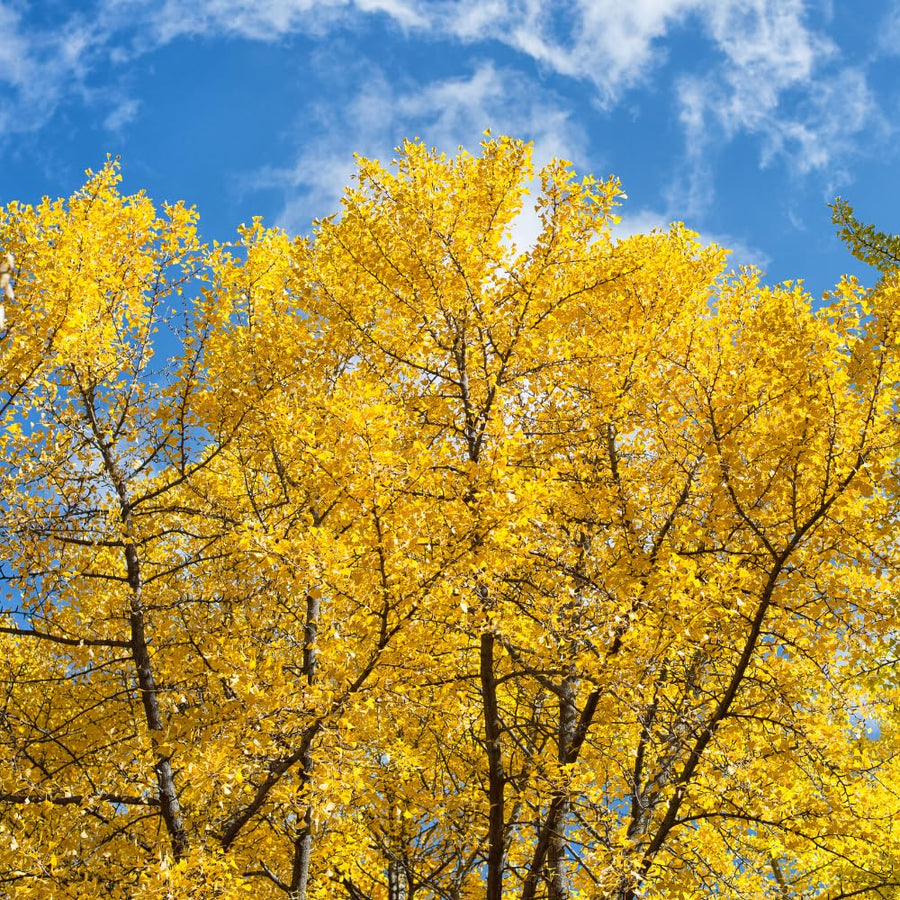Ginkgo Tree Live Plant for Planting, Ginkgo Tree, Yellow Leaves, 4 to 6 Inch Tall in Pot, Hardy Ornamental