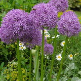 6 Purple Allium Bulbs for Planting, Ornamental Allium Flower Bulbs, Spring Blooming Garden Flowers for Outdoor Growing