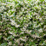 Star Jasmine Plant Live, Green Jasmine Live Plant, Fragrant Flower Plants from 10 Inches Tall, 3 Inc Pot