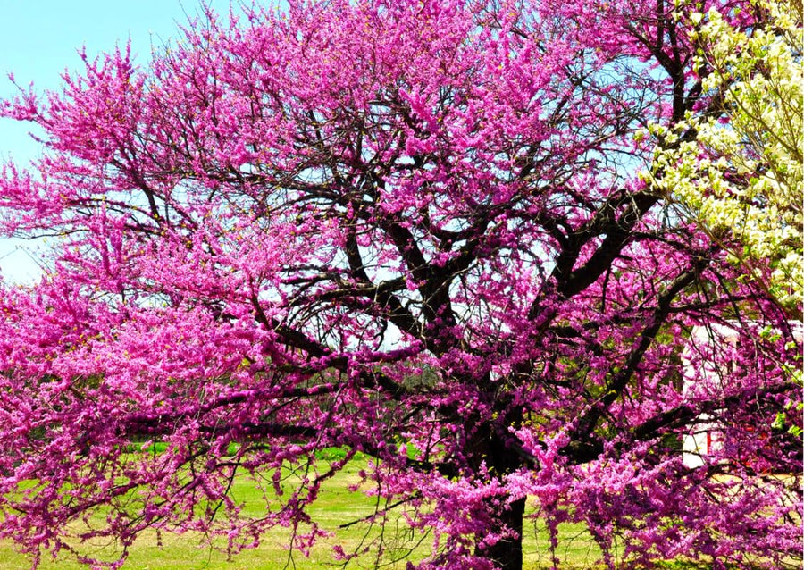 Eastern Redbud Trees Live Plants Seedlings, 1 Year Old Well- Rooted Bare Roots, 6 to 15 Inches, Red Bud Tree for Planting Outdoor