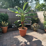 Cavendish Banana Plant Live, Dwarf Banana Tree Well Rooted 2-3 Feet Tall, Sweet Bananas Fruit Tree, Ready to Grow Indoor Outdoor