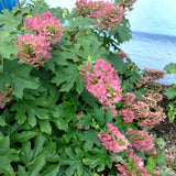 Ruby Hydrangea Plant Live, 4 Inch Pot, 6–12" Tall Cold Hardy Hydrangea Shrub