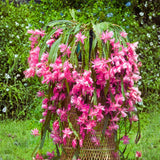 1 Feet Epiphyllum Orchid Cactus Plants Live, Vibrant Color Orchird Cactus Fully-Rooted in 4" Pot, Cold Hardy, Fragrant (Pink)