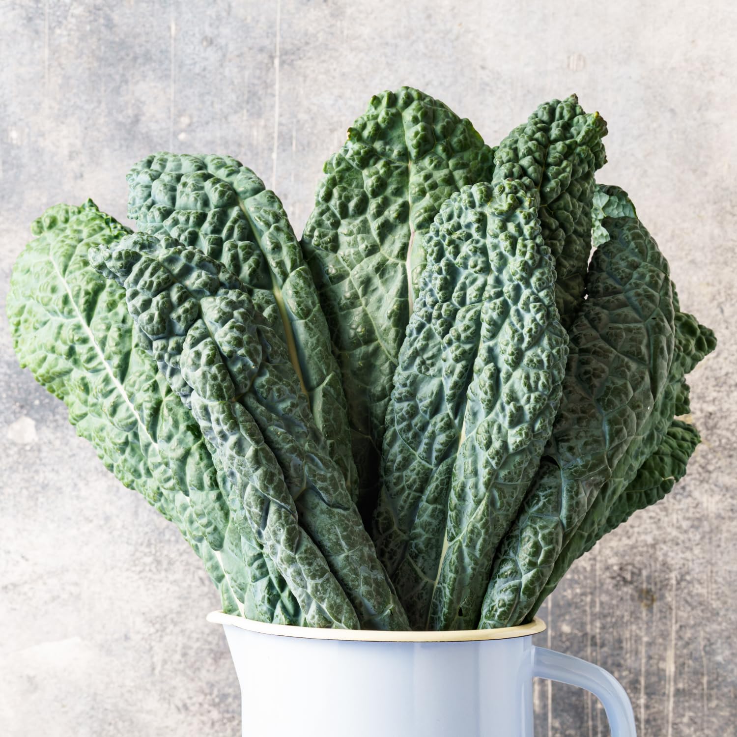 Blue Kale Live Plant in 4″ Pot, Well Rooted Kale Plants, Vegetable for Garden or Container Planting