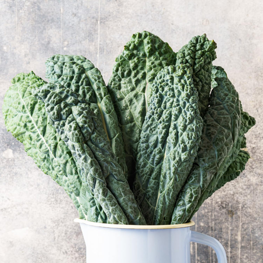 Blue Kale Live Plant in 4″ Pot, Well Rooted Kale Plants, Vegetable for Garden or Container Planting