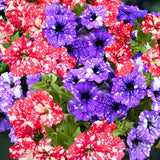 2 Petunia Live Plants, Petunia Flowers, Live Petunias Plants Outdoor Indoor, 5-9 Inch Tall (Random Sky Petunia)