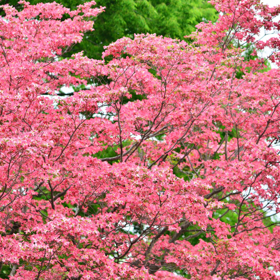 Pink Dogwood Live Tree in Quart Pot, Flowering Ornamental Trees for Outdoor Garden, Pink Blooms Spring Tree 8-14 Inches Tall