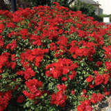 Single Color Random Climbing Rose Live Plant, Fragrant Rose Bush Ready to Plants, Zone 5 to 9, Size 5 to 7 Inches and Bare Root