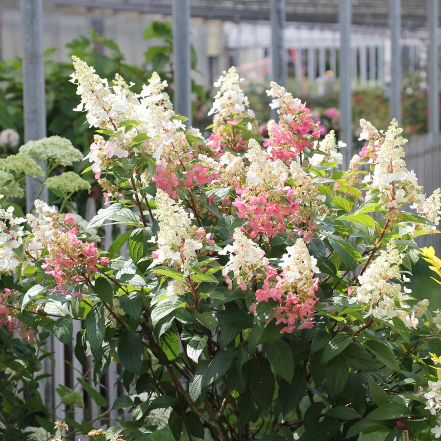 Pink Hydrangea Live Plant, Quart Pot, Color Changing Hydrangea Bush, Hardy Perennial Flowering Shrub, 8-14" Tall