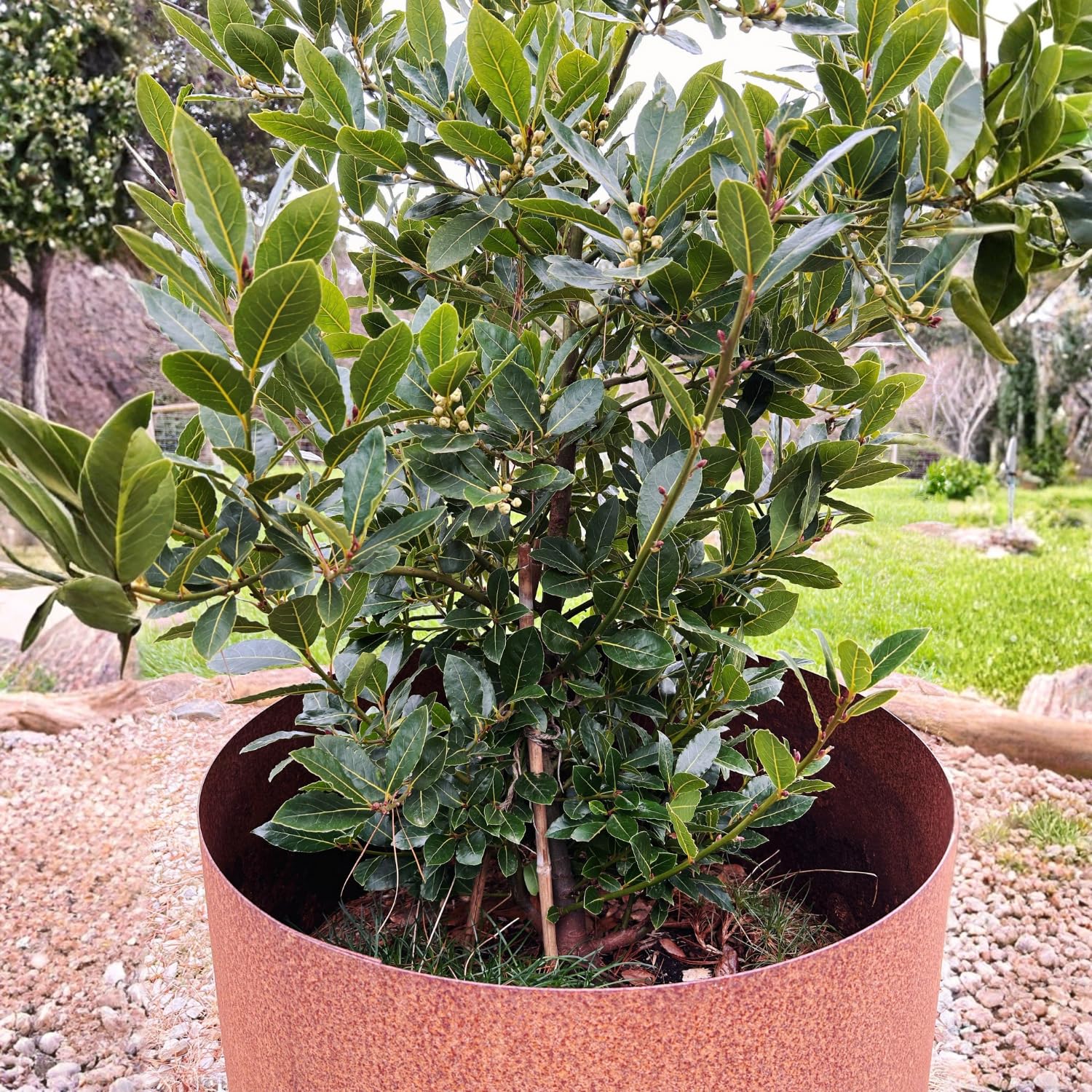 Sweet Bay Leaf Plant Live Tree, 8-11" in Tall, Well-Rooted, Bay Laurel Laurus Nobilis Plant for Outdoor Indoor Planting Herb