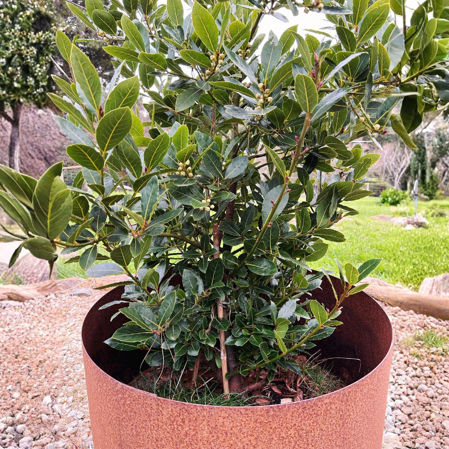 Sweet Bay Leaf Plant Live Tree, 8-11" in Tall, Well-Rooted, Bay Laurel Laurus Nobilis Plant for Outdoor Indoor Planting Herb
