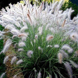 2 Ornamental Grass Plants - White Fountain Grasses Live Plants Perennial - 5-9 Inc Tall - Live Grass Seedlings Indoor Outdoor