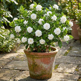 Live Duke Jasmine Plant, Well Rooted Jasmine Vine in Gallon Pot, Extremely Fragrant, Hardy, Indoor Outdoor Planting