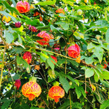 1 Orange Abutilon Plant Live for Planting 5 to 9 Inch Height, Lantern Abutilon Flowering Live Plants, Fragrant Abutilon Well Rooted Plug
