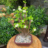 Crown of Thorns Plant, Euphorbia Milii Plant Live, Crown of Thorns Cactus Plant 4 to 7 Inches Height No Pot, Live Cactus Plant Indoor (White)