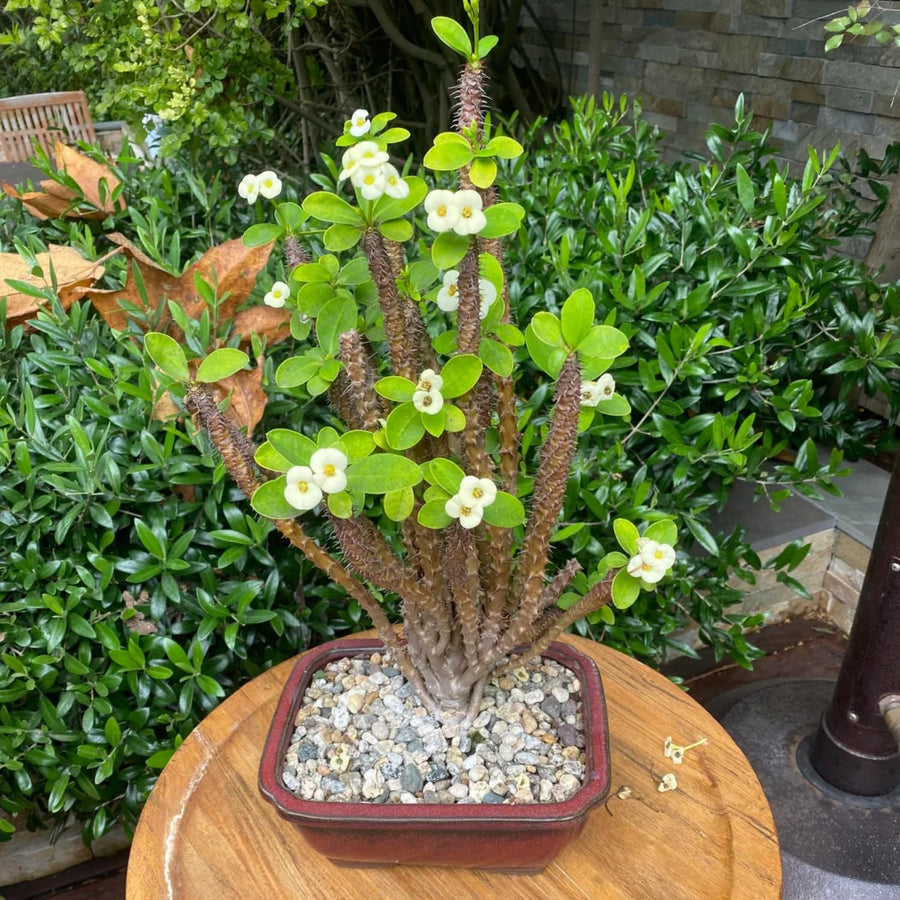 Crown of Thorns Plant, Euphorbia Milii Plant Live, Crown of Thorns Cactus Plant 4 to 7 Inches Height No Pot, Live Cactus Plant Indoor (White)