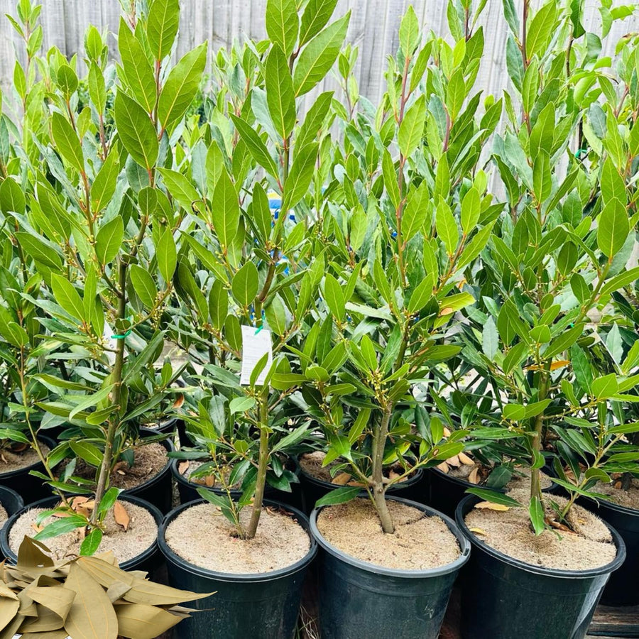 Bay Leaf Tree Live Plant, Sweet Bay Laurel Laurus Nobilis, 8-10 Inch Tall in 4” Pot, Culinary Herb Plant