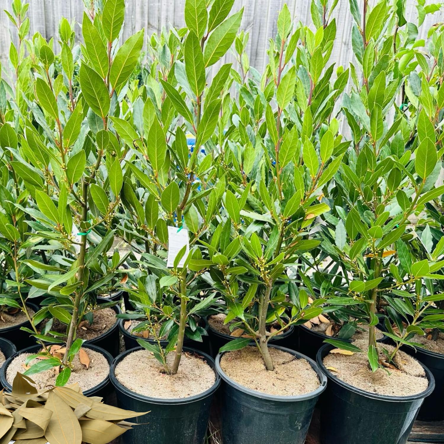 Bay Leaf Tree, Sweet Bay Laurel Plant Live, Laurus Nobilis 6-11” Tall in 4” Pot, Fragrant Culinary Herb for Indoor or Outdoor Growing