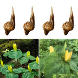 Set of 5 Yellow Trillium Bulbs, Large Bulbs, Trillium Bulbs for Planting, Trillium Bulbs Bulk for Garden, Trillium Flower Bulbs, Ready to Plant