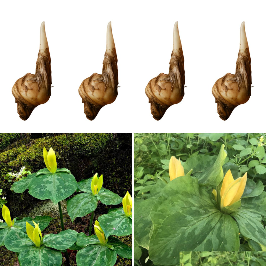 Set of 5 Yellow Trillium Bulbs, Large Bulbs, Trillium Bulbs for Planting, Trillium Bulbs Bulk for Garden, Trillium Flower Bulbs, Ready to Plant