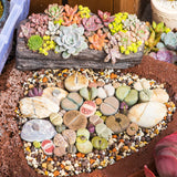 10 Lithops Live Plants, Mix Colorful Lithops Succulents Plants Live, Living Stones, Large Assorted Lithop Plant Bare Root Without Pot and Soil