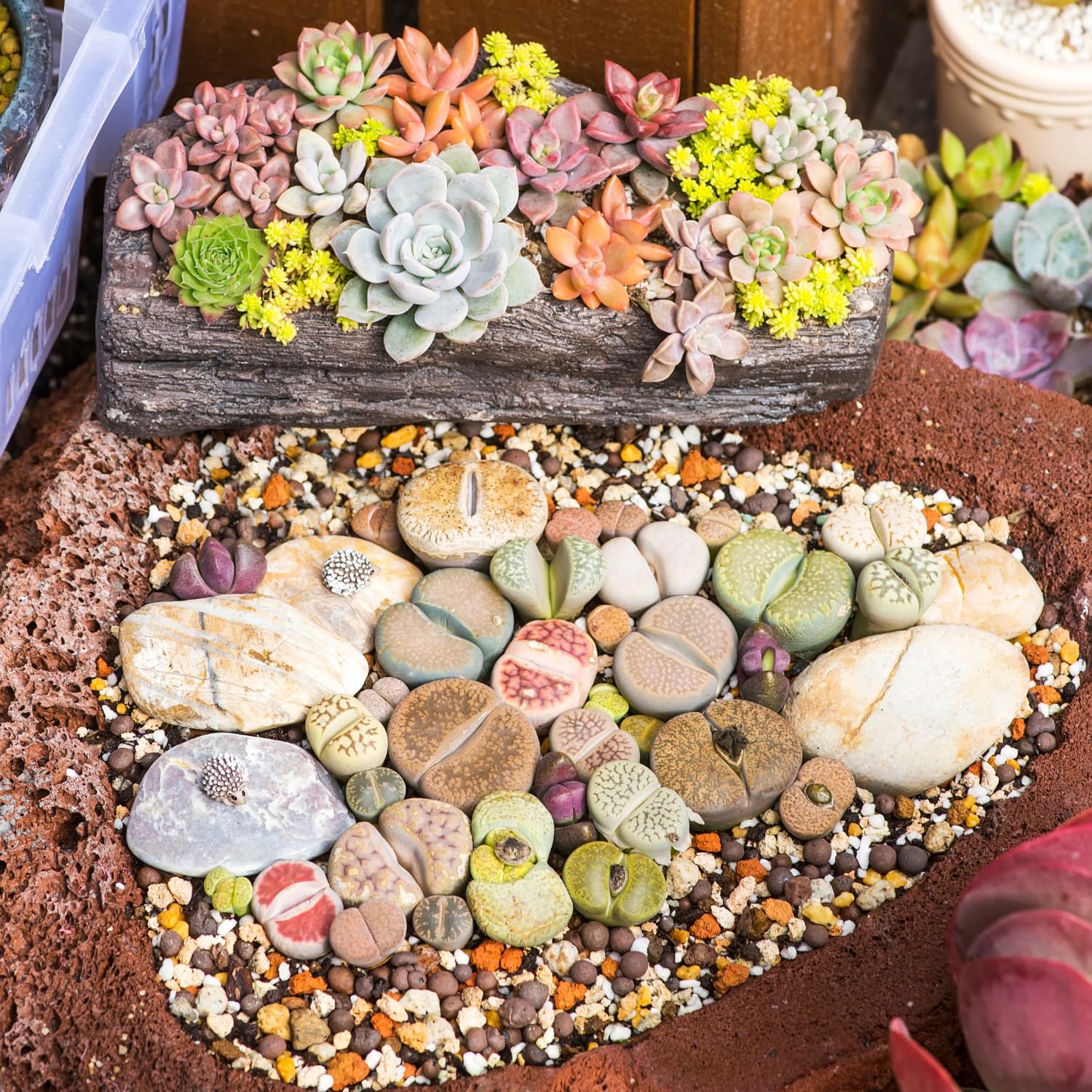 10 Lithops Live Plants, Mix Colorful Lithops Succulents Plants Live, Living Stones, Large Assorted Lithop Plant Bare Root Without Pot and Soil