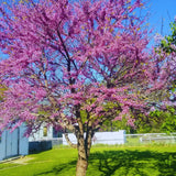 Redbud Tree Live Plant Bare Root, Red Bud Plant Live, 1 Year Olds, 12 to 18 Inc Long, Hardy Shrub Plant
