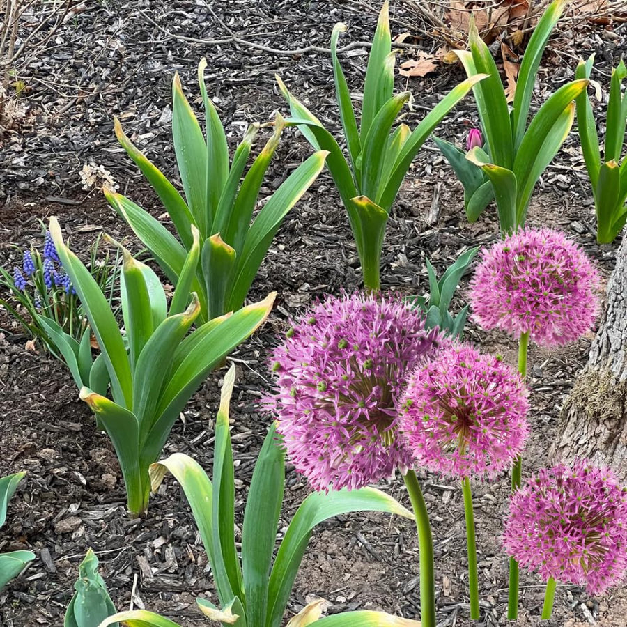3 Allium Bulbs for Planting, Allium Gladiator Bulbs, Purple Blooming Onion Flowering Perennial for Spring and Summer Garden