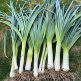 50+ American Flag Leeks Seeds, Vegetable Garden Seeds, Suitable for Backyard and Outdoor Planting