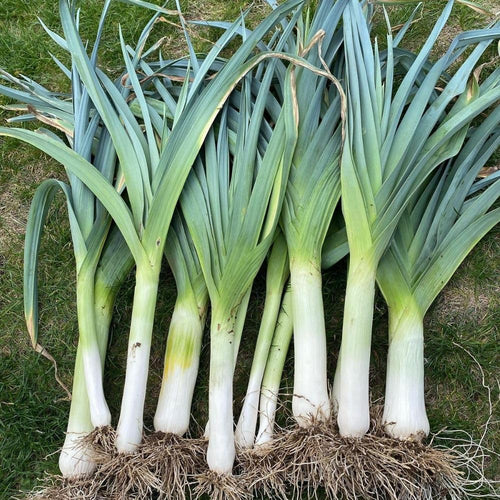 50+ American Flag Leeks Seeds, Vegetable Garden Seeds, Suitable for Backyard and Outdoor Planting