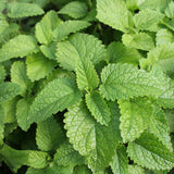 Apple Mint Herb Live Plant in 4.5 Inch Pot, Fragrant Mint for Easy Growing Garden and Patio, 6-9 Inch Starter Mints