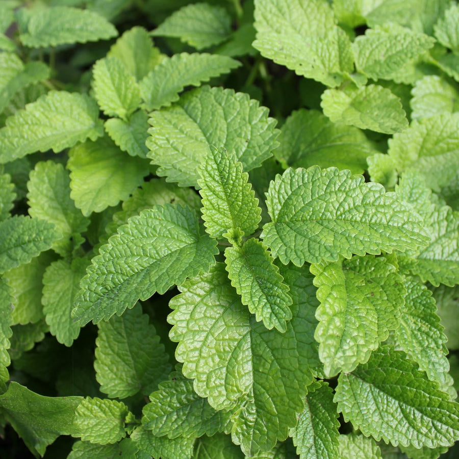 Apple Mint Herb Live Plant in 4.5 Inch Pot, Fragrant Mint for Easy Growing Garden and Patio, 6-9 Inch Starter Mints