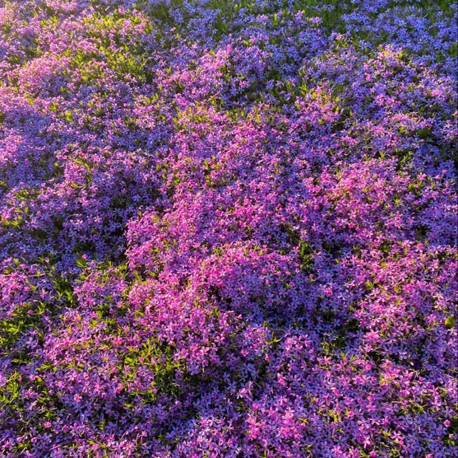 3750 Moss Verbena Seeds, Purple Flower Seeds for Garden Planting
