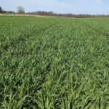 3 Pound Rye Cover Crop Seeds, Winter Rye Seeds for Garden Ground Cover and Seasonal Growing