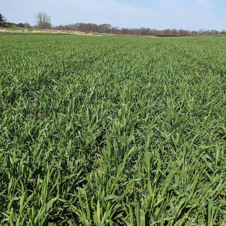 3 Pound Rye Cover Crop Seeds, Winter Rye Seeds for Garden Ground Cover and Seasonal Growing