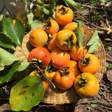 Persimmon Tree Live Plant in Quart Pot, 8-12 Inch Live Persimmon Plant, Cold Hardy Fruit Plants for Home Garden Planting