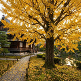 Ginkgo Tree Live Plant, Yellow Ginkgo Plant 4 to 6 Inch Tall in Pot, Cold Hardy, Low Maintenance Outdoor Garden Plant
