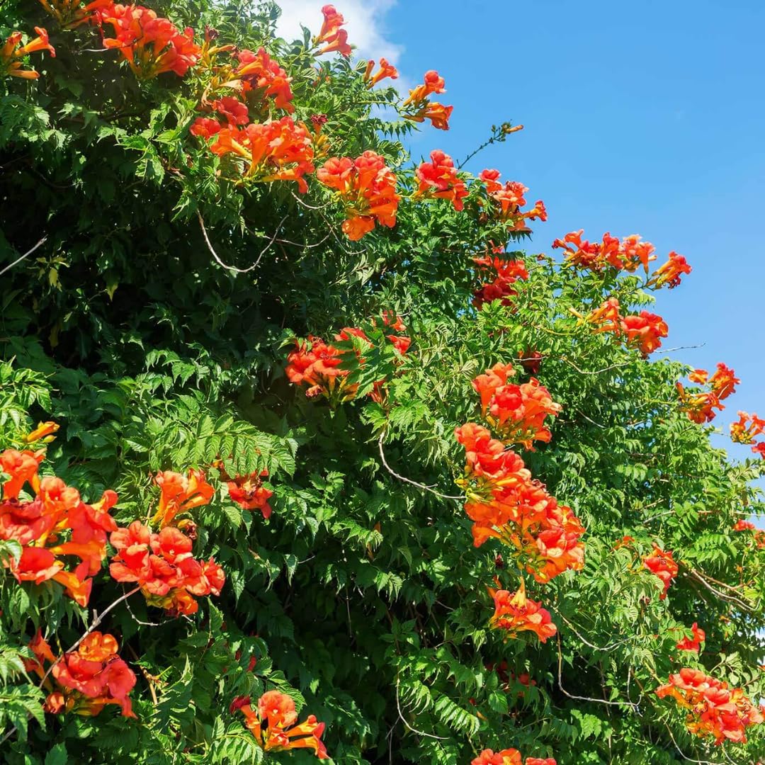 Orange Honeysuckle Plant Bush Live Shrub in 4" Pot for Outdoor Growing, Cold Hardy, Spring Planting