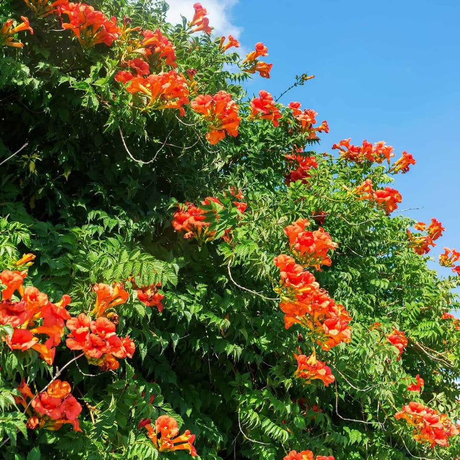 Orange Honeysuckle Plant Bush Live Shrub in 4" Pot for Outdoor Growing, Cold Hardy, Spring Planting