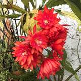 Epiphyllum Orchid Cactus Live Plant, Vibrant Blooming Orchird Cactus in 4" Pot, Compact, Cold Hardy, Low Maintenance (Red Orchid Cactus)