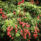 Lychee Tree Live, 3 Feet Tall Litchi Fruit Tree, Sweet Tropical Lychee for Outdoor or Indoor Planting