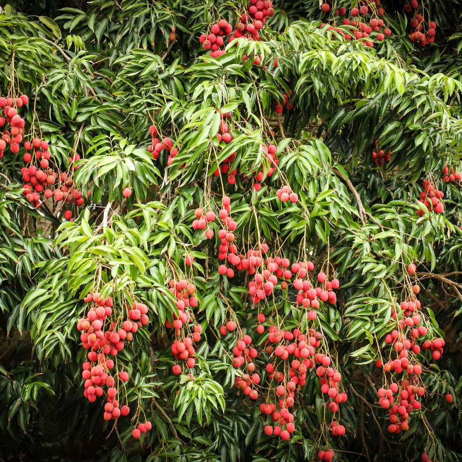 Lychee Tree Live, 3 Feet Tall Litchi Fruit Tree, Sweet Tropical Lychee for Outdoor or Indoor Planting