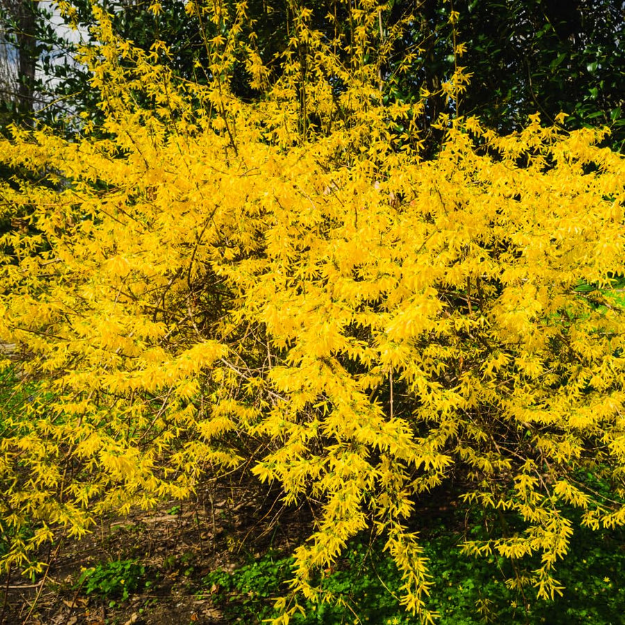 Lynwood Gold Forsythia Bush in 4 Inch Pot, Yellow Lynnwood Bushes, Yellow Flowering Shrub, 4-7" Tall for Planting