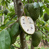 Soursop Tree Live Plant, Tropical Soursop Fruit Tree 8-10 Inch Tall, Annona Muricata Guanabana Seedling, Ready to Grow Outdoor