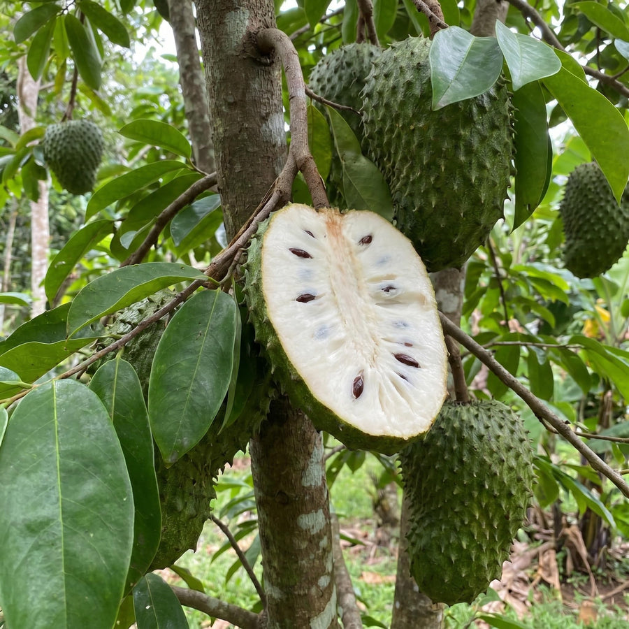 Soursop Tree Live Plant, Tropical Soursop Fruit Tree 8-10 Inch Tall, Annona Muricata Guanabana Seedling, Ready to Grow Outdoor