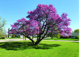 Eastern Redbud Plant Live Tree, Cold Hardy Dormant, 8 Inc to 15 Inches Tall Seedlings, Early Spring Blooms, Purple Flowers Bloom